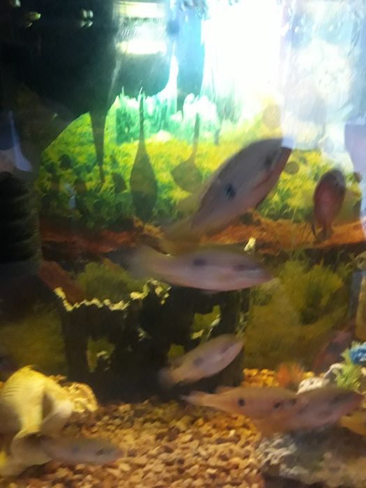 Продам Хроміс Красавец