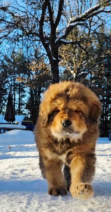 Тібецький мастиф! Для тих, кому потрібна якість!