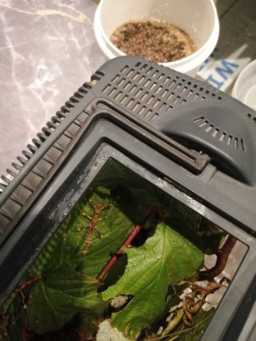 Straszyk nowogwinejski, owad, straszyki, patyczaki, patyczak, straszyk