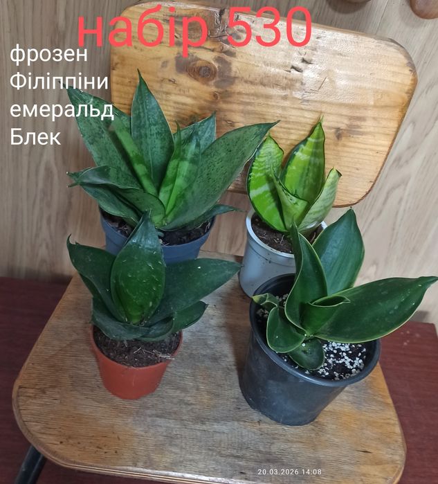 Набори сансевієрій