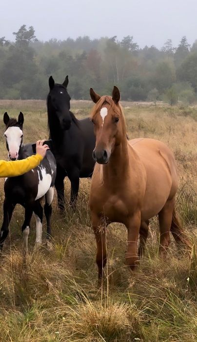 Klacz aqh aph źrebna i ze źrebakiem Quarter Paint horse