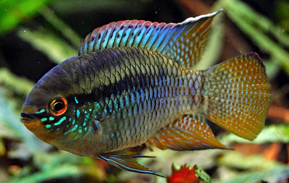 Akarka cętkowana - Laetacara curviceps