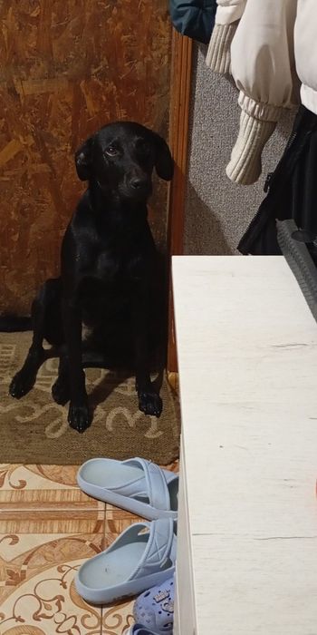 Цуценята спаніель метис