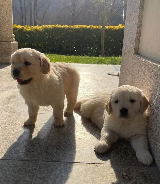 Golden Retriever de ótima linhagem