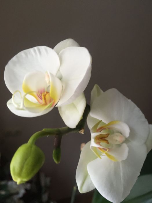 Фаленопсис. Орхидея.