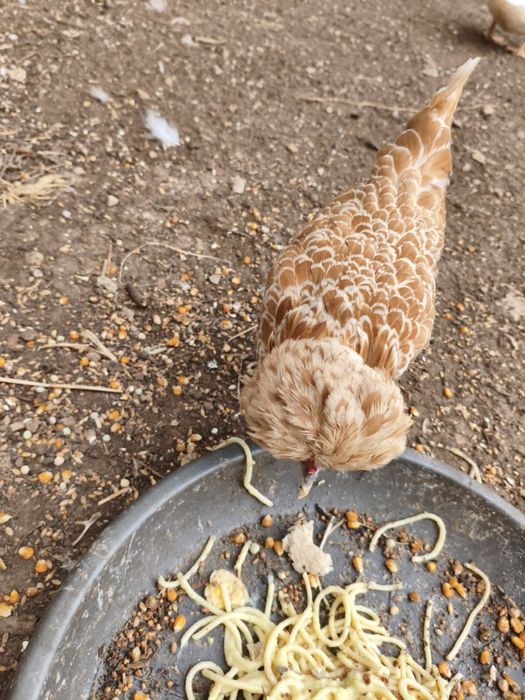 Vendo galos e pintos Paduanas