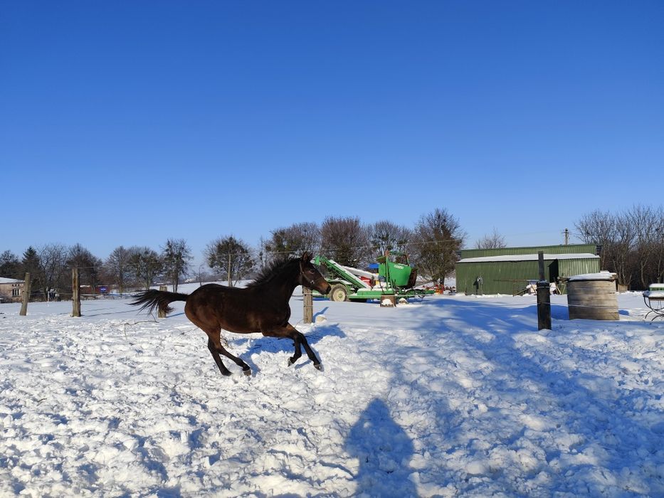 Źrebica małopolska