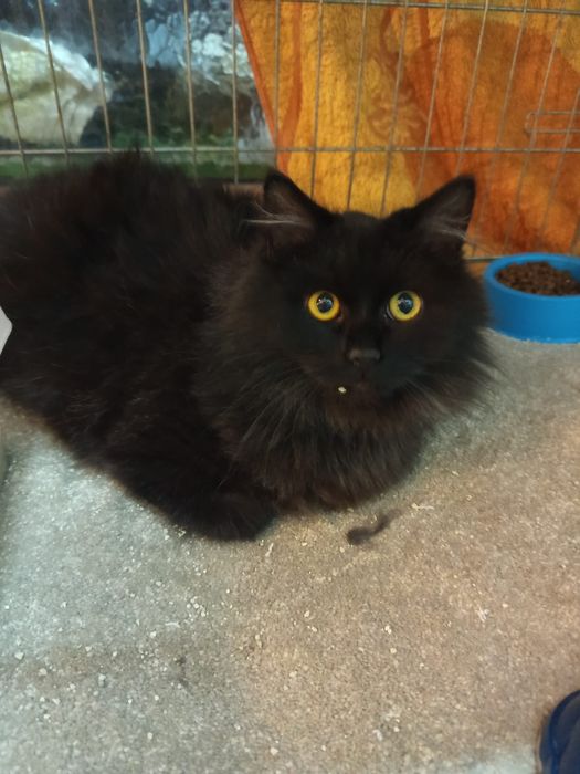 Długowłosy Kocurek szuka domu niewychodzącego