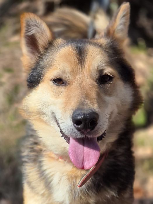 Łagodny pies szuka domu  / do adopcji
