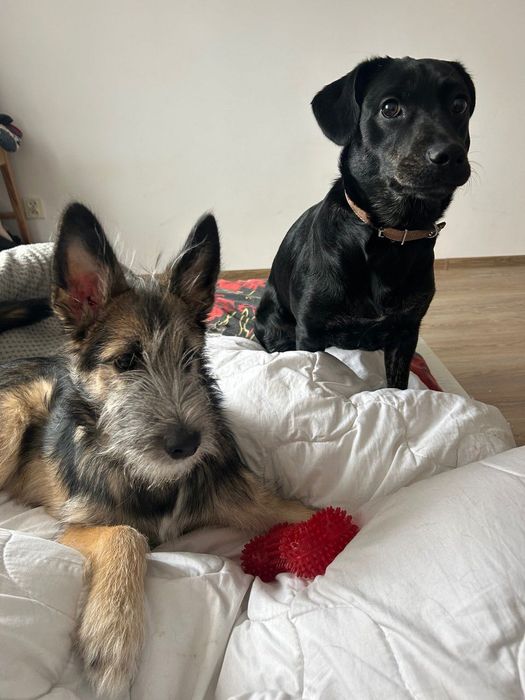 Oddam w bardzo dobre ręce dwa psy.