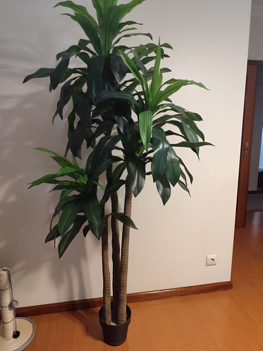 Planta Artificial Dracaena Grande (1,80m) – Como Nova