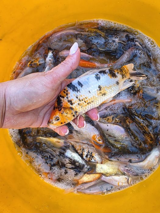 Koi karp karaś złota orfa