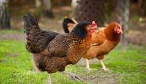 Kury nioski Rosa Messa Leghorn z pierwszym jajkiem. Dowóz Gratis.