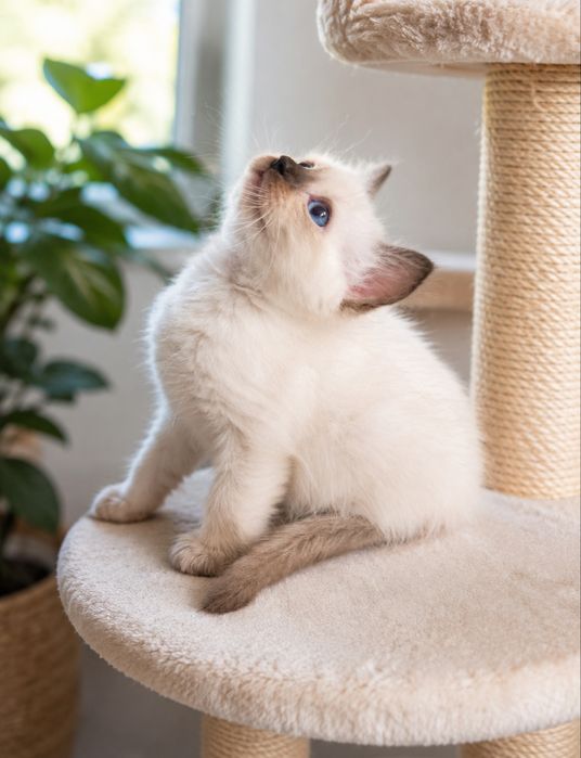 Ragdoll kotki i kocurki polecają się do rezerwacji Cloe*PL FPL