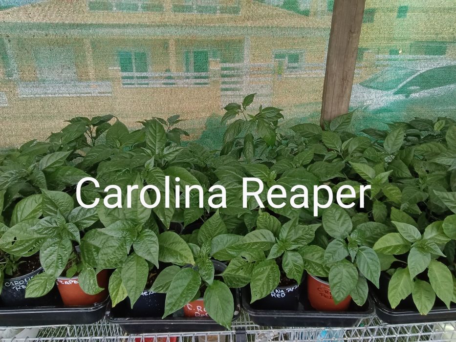 Plantas Carolina Reaper  – A Pimenta Mais Picante do Mundo !!!!