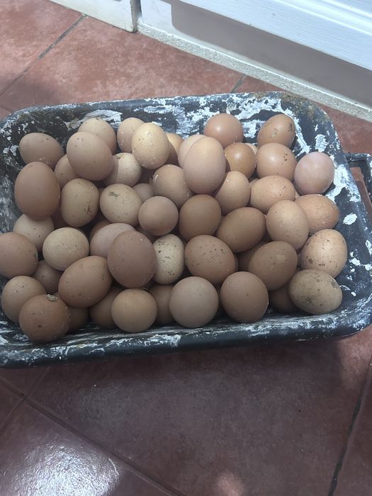 Ovos de galinha do campo