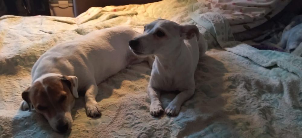 Джек Рассел безкоштовно