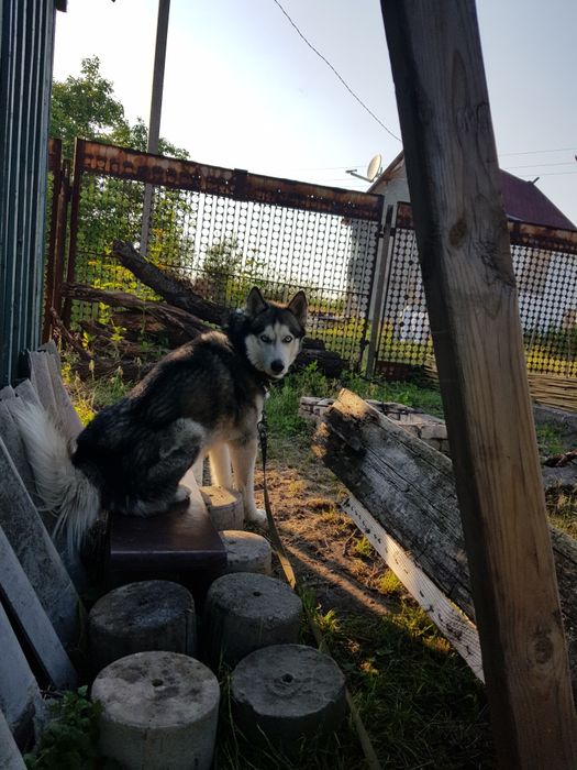 Опытный хаски вязка