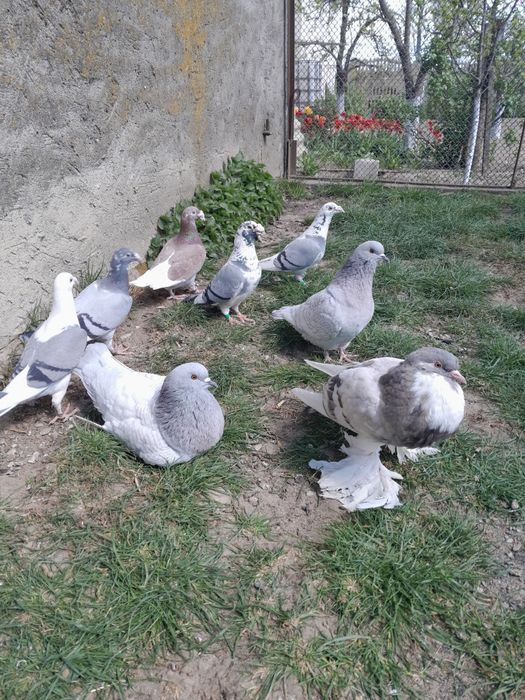 Sprzedam gołębie Rysie i Lahore