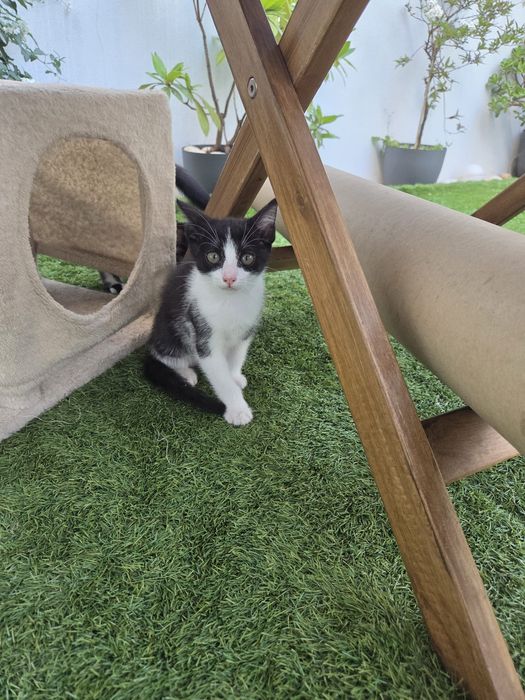 Gatinho para adoção