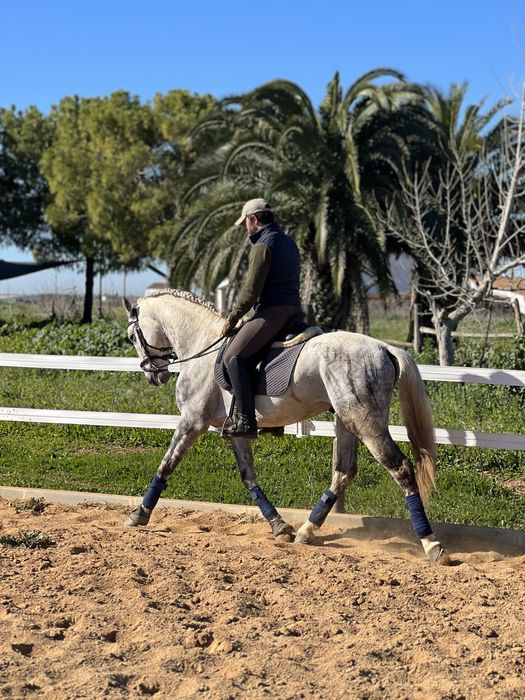 Cavalo Puro Sangue Lusitano