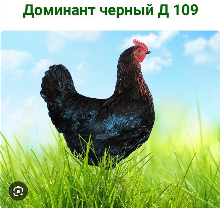 Яйце Інкубаційне