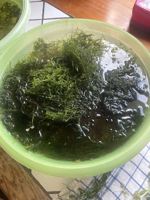 Roslinki z przycinki