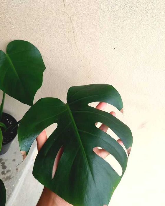 [Planta] Monstera deliciosa