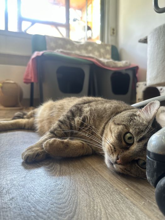 Cudowny, towarzyski i spokojny Bercik do pokochania!