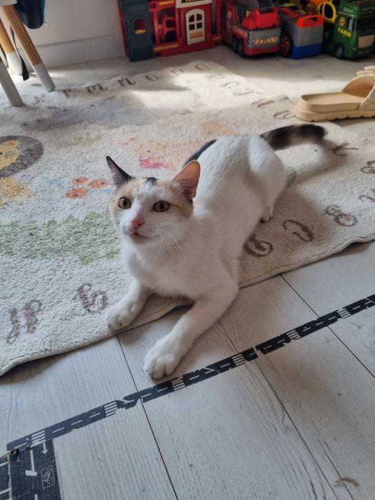Morelka do adopcji