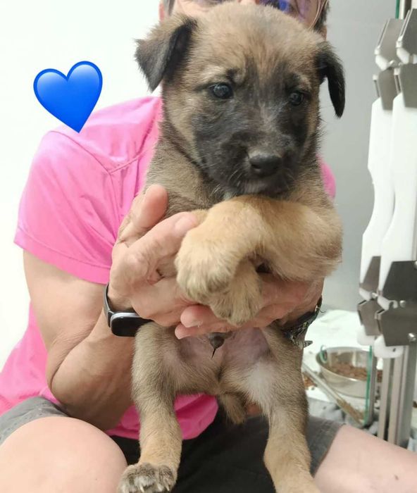 Cães para adoção