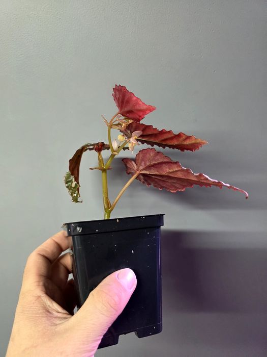 Rośliny do terrarium Begonia negrosensis x chloristica hybrid