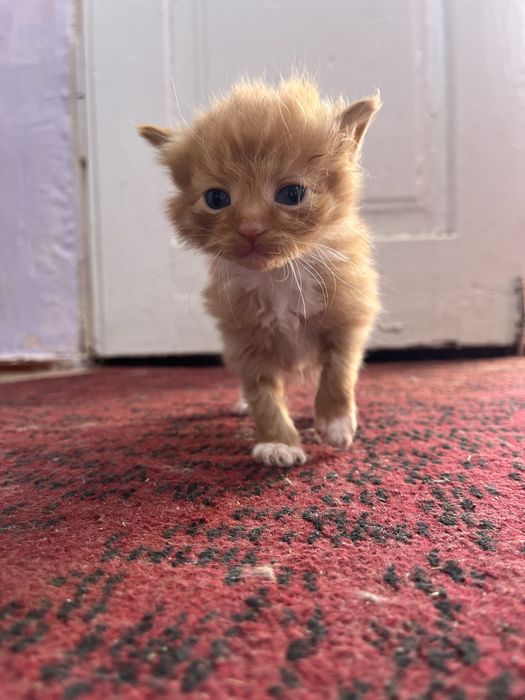 Віддам котиків в добрі руки