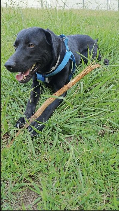 Kiko - Cão Perfeito para Adoção. Raçado de labrador