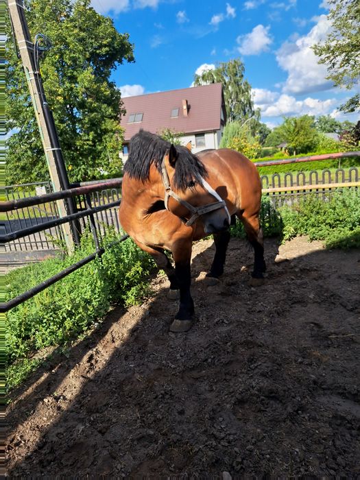 Sprzedam  ogiera zimnokrwistego
