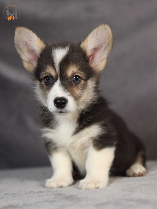 Welsh Corgi Pembroke po Championie