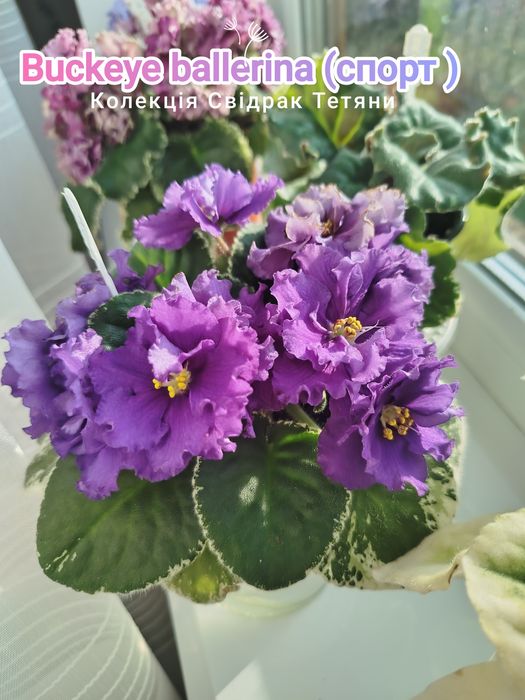 Фіалки сортові ,дітки фіалок ,вкорінені листочки ,свіжозрізані листочк