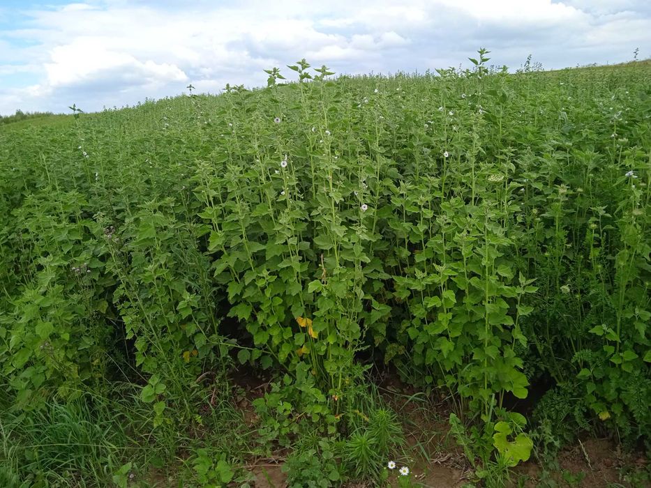 nasiona prawoślaz 2025