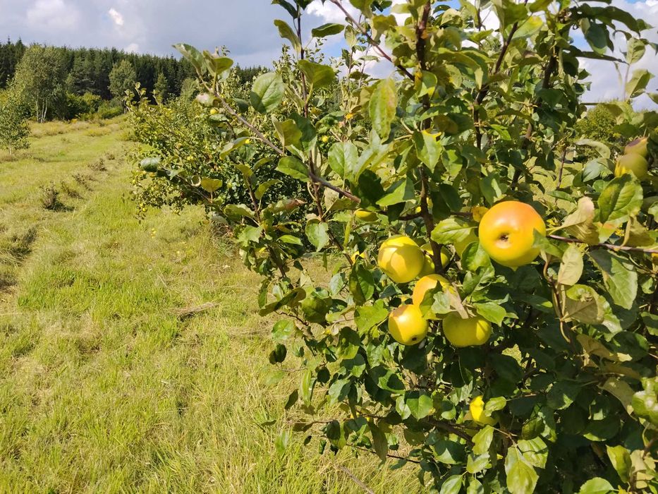 Jabłka kosztele, jarzębina, aronia