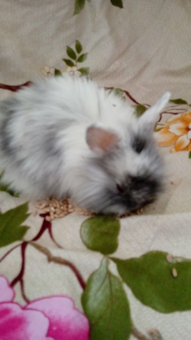 Декоративні кролики