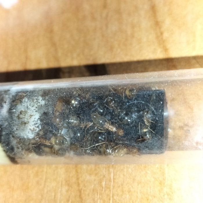 Mrówki Camponotus Maculatus Subnudus