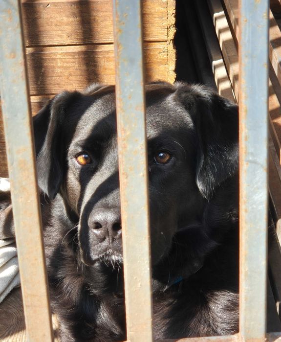 Duży, energiczny, młody, piękny Ragnar wciąż czeka na dom !