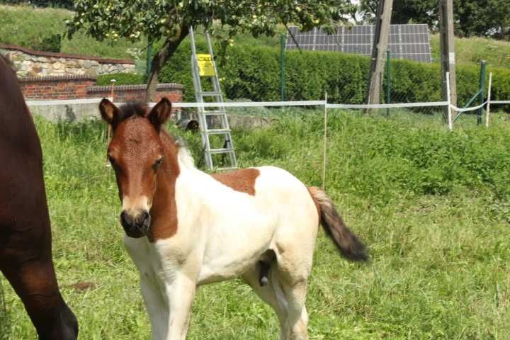 Źrebaki huculskie na sprzedaż