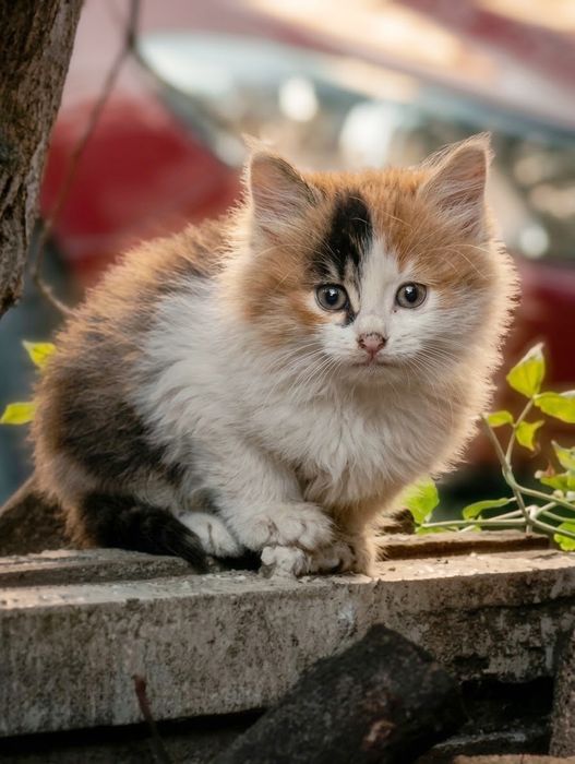 Подаруйте дім та серце кошенятам!
