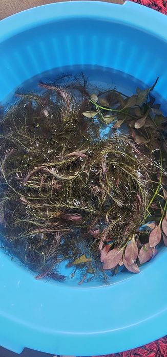 Pack de plantas aquario
