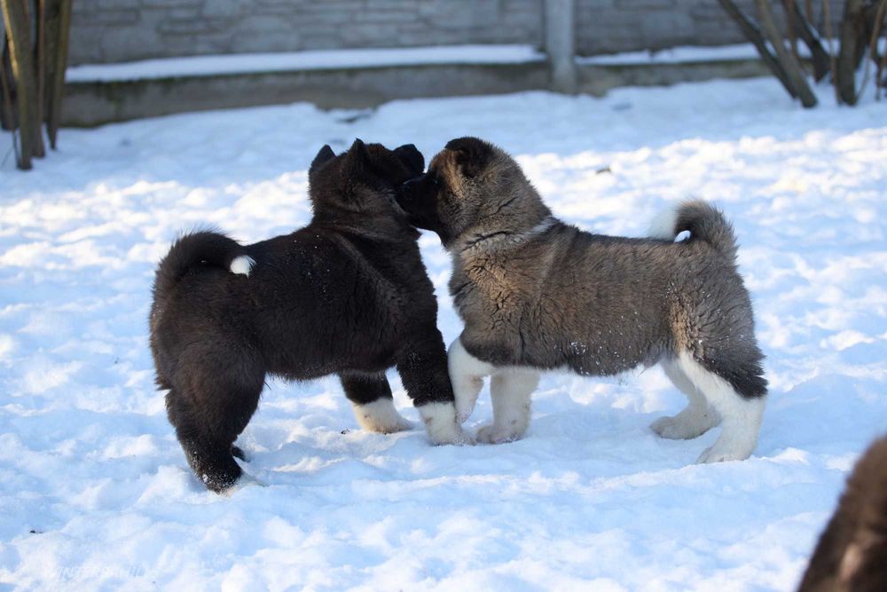 Приплід Q -  американська акіта КСУ-FCI