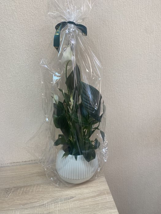 Спатіфілум в вазоні на подарунок