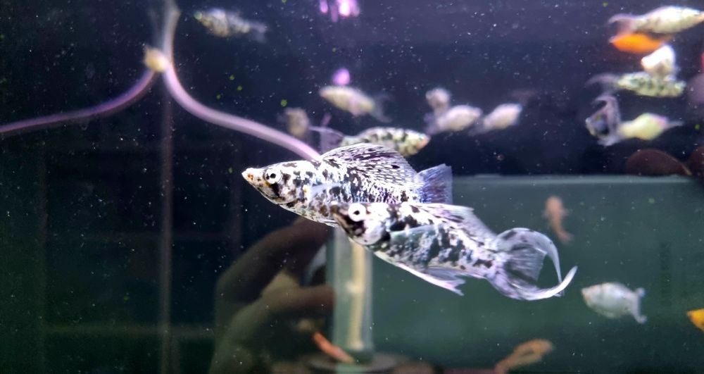 Molinezja dalmatyńczyk księżycowa