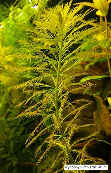 Zestaw roślin akwariowych  - 30 gat. na 1, 2 i 3 plan - wysyłka