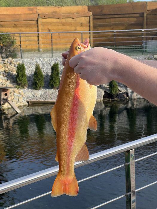 Будинок подобово з басейном, сауною та чан джакузі.